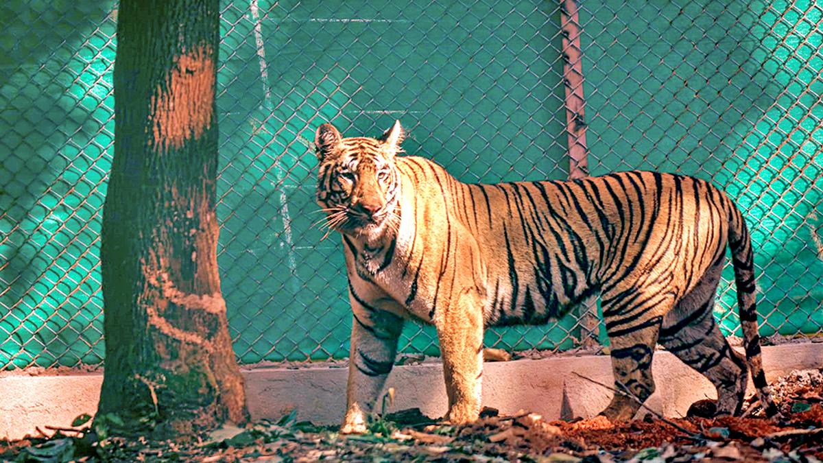 Tiger Zeenat keeps Bengal’s Forest officials on their toes as she crosses three districts; attempt to tranquillise big cat fails