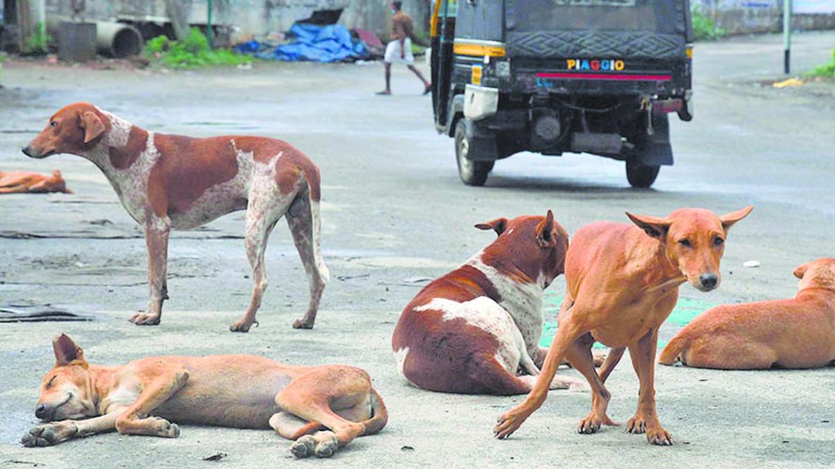 increasing-stray-dog-attacks-a-violation-of-child-rights-kerala-child