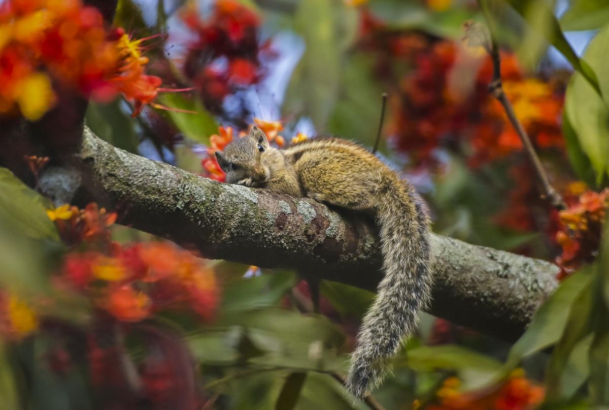 A squirrel on the branch of an Ashoka tree