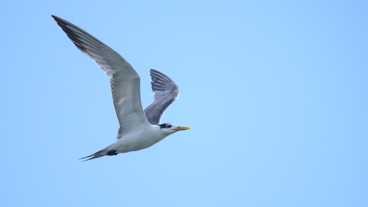 Coastal bird Great Crested Tern finds a stopover at Coimbatore’s Singanallur tank