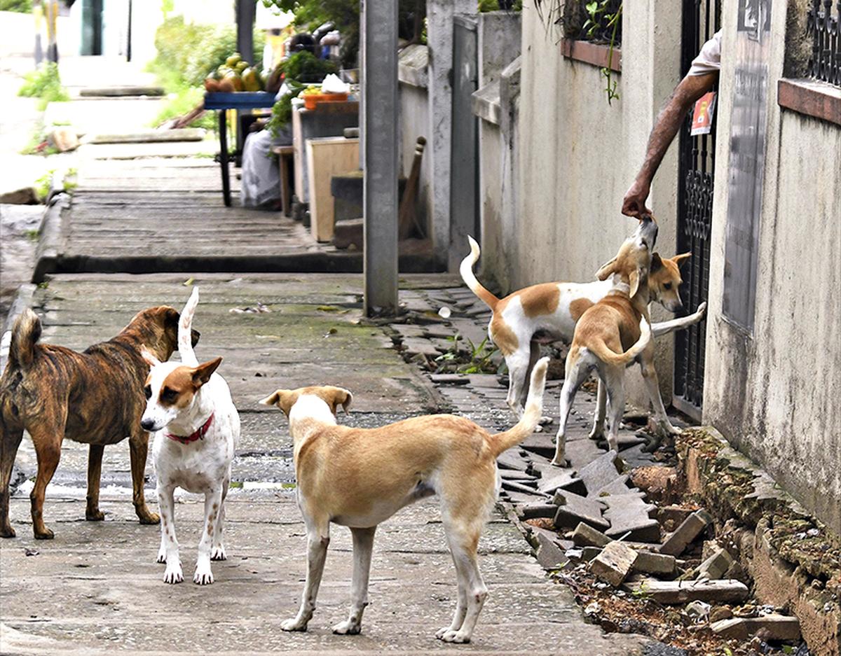 stray dogs  Paws-itive encounters: Best practices in dealing with stray dogs and  preventing conflicts - The Hindu