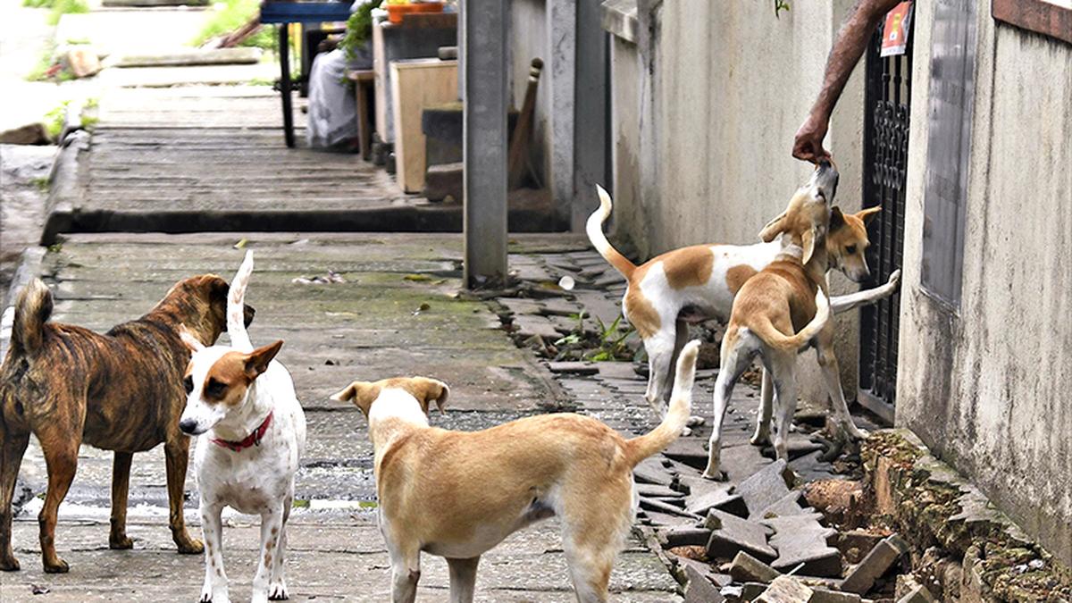 Paws-itive encounters: Best practices in dealing with stray dogs and preventing conflicts
Premium