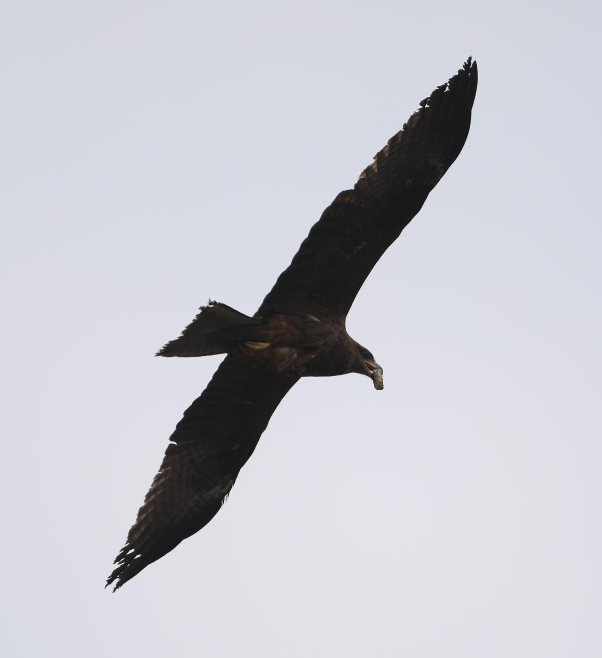 A Black kite heading to its nest on a pylon on Perumbbakam Main Road carrying a stone, on January 30, 2025. Photo: Prince Frederick 