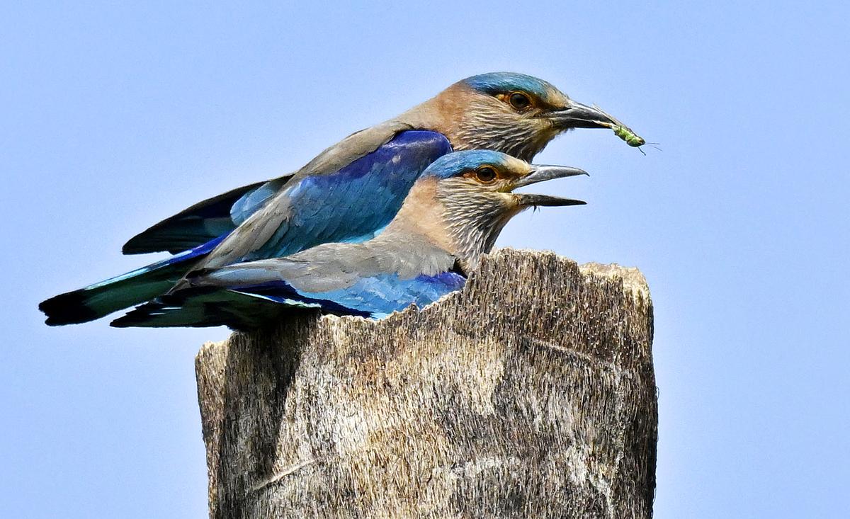 A pair of Indian rollers or palapitta, Telangana’s State bird. A pair of Indian rollers or palapitta, Telangana’s State bird.