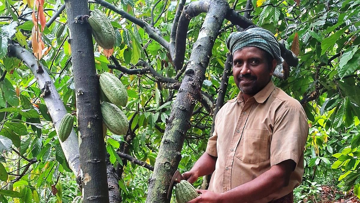 Steps on to secure GI tag for Mankuva cocoa