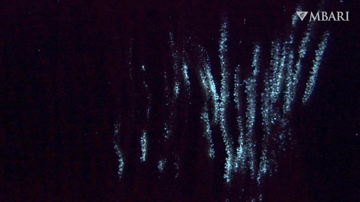 The Fascinating World of Bioluminescence: Understanding the Luminescent Properties of Living Organisms