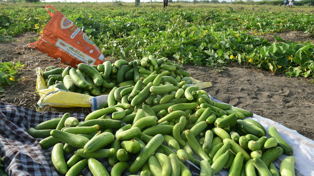 Our cucumbers, melons and gourds
Premium