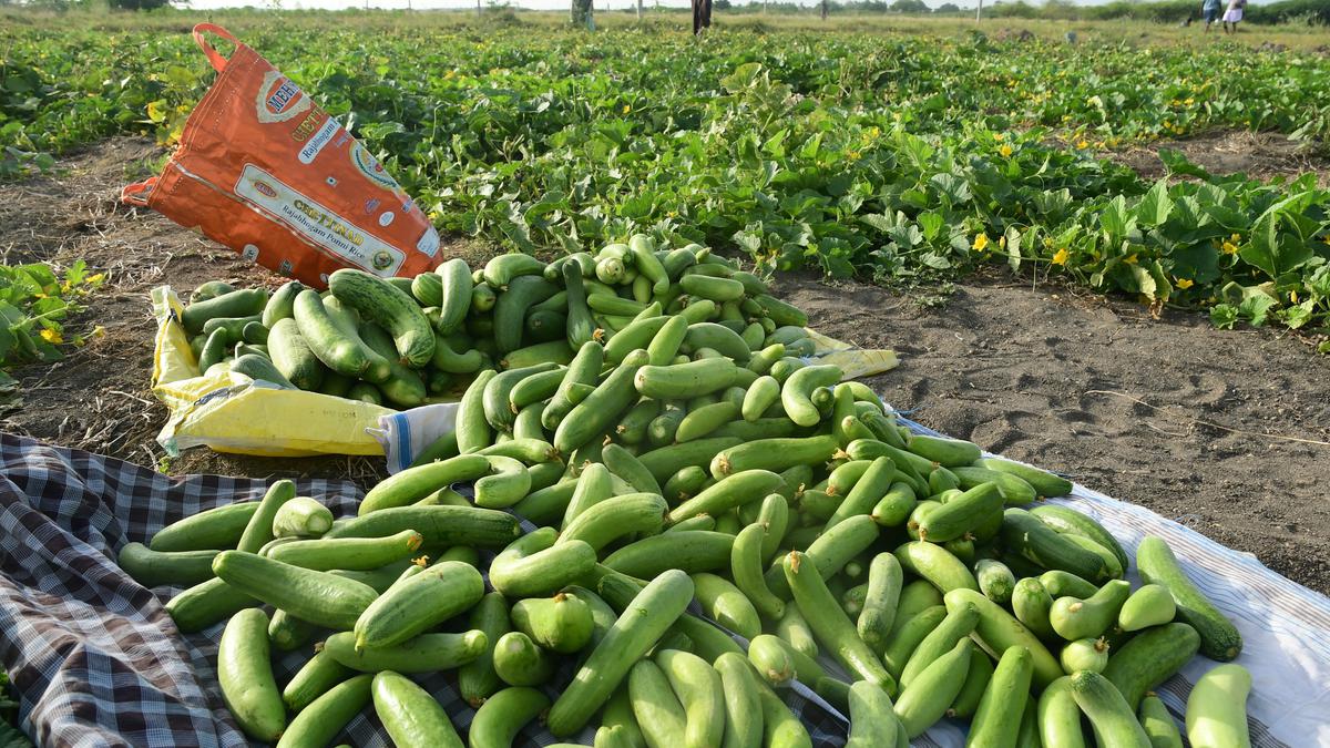 Our cucumbers, melons and gourds