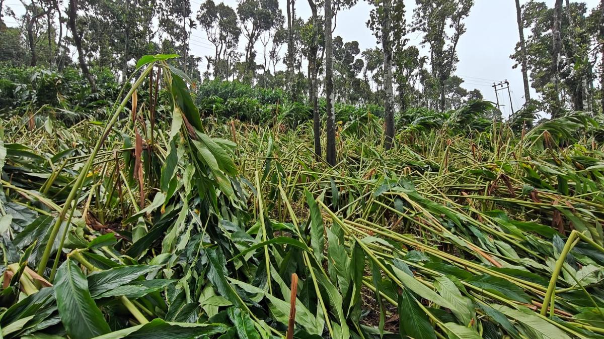 Rain spells take a toll on cardamom plantations in Idukki