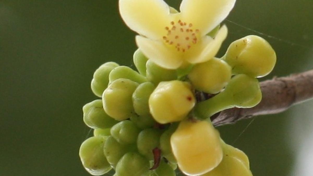 New Garcinia species found in Assam, named after botanist’s mother