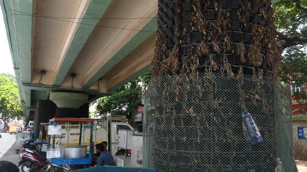 Vertical gardens under Chennai’s flyovers left high and dry