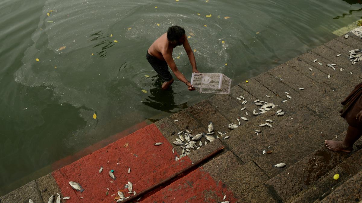 Thousands of dead fish removed from Kapaleeswarar Temple’s tank in Chennai