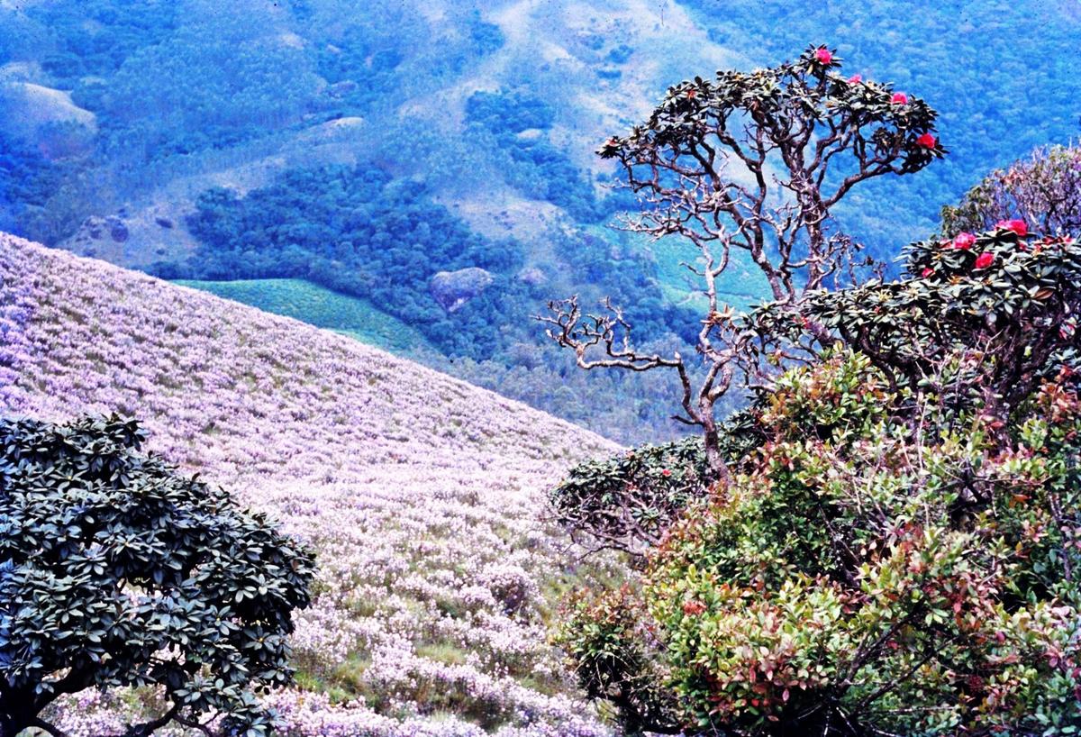 The Neelakurinji flowers in the Munnars hills in the 1980s. A photo taken by naturalist and photographer Suresh Elamon. 