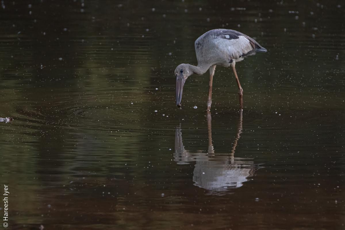 Openbill.