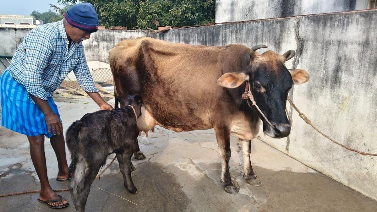 Chittoor poised for a white revolution
Premium