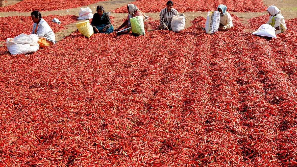 Guntur to be developed as Chilli exports hub, says official