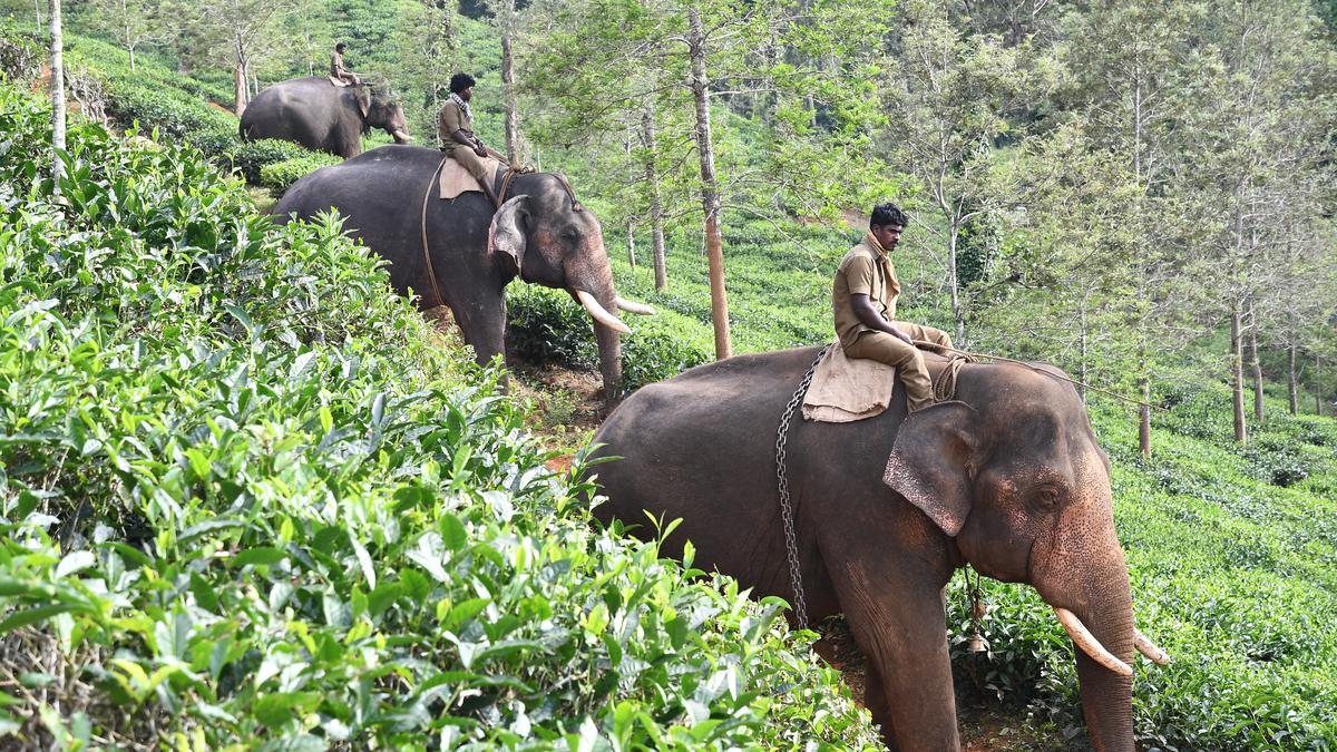 Theppakadu camp: the last refuge for elephants destined to captivity
Premium