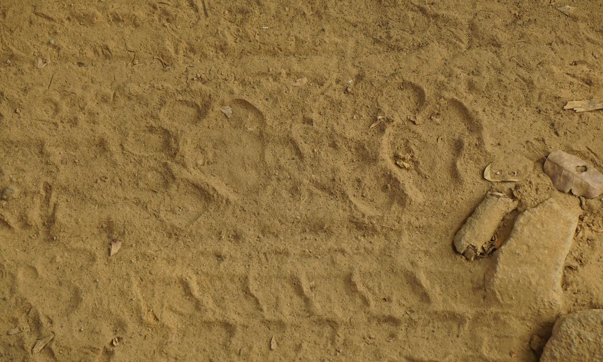 Pugmarks at Ranthambore Tiger Reserve, often used to track tiger movement.                    