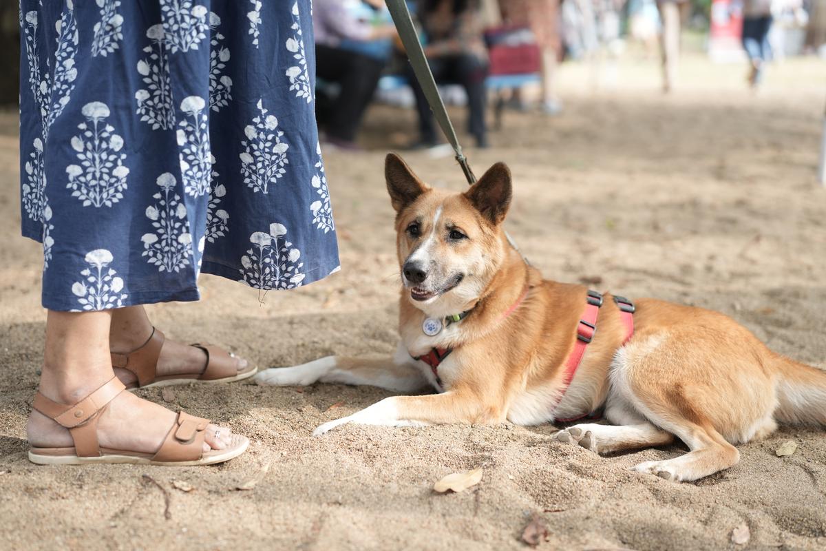 Pet friendly bake sale 