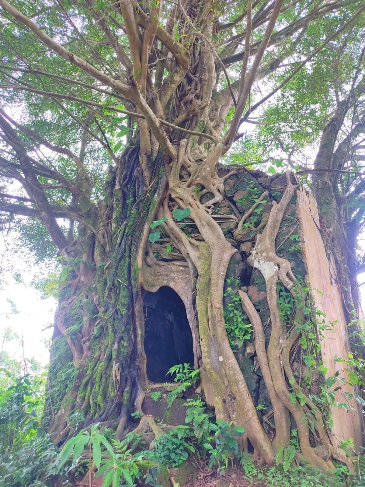 The Thottapura, covered by roots of a banyan tree, a year ago. 