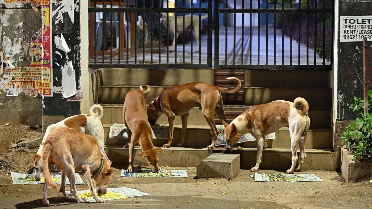 Stray dog case hearing LIVE updates: SC to issue interim directions to tackle dog bites 'menace' in government institutions