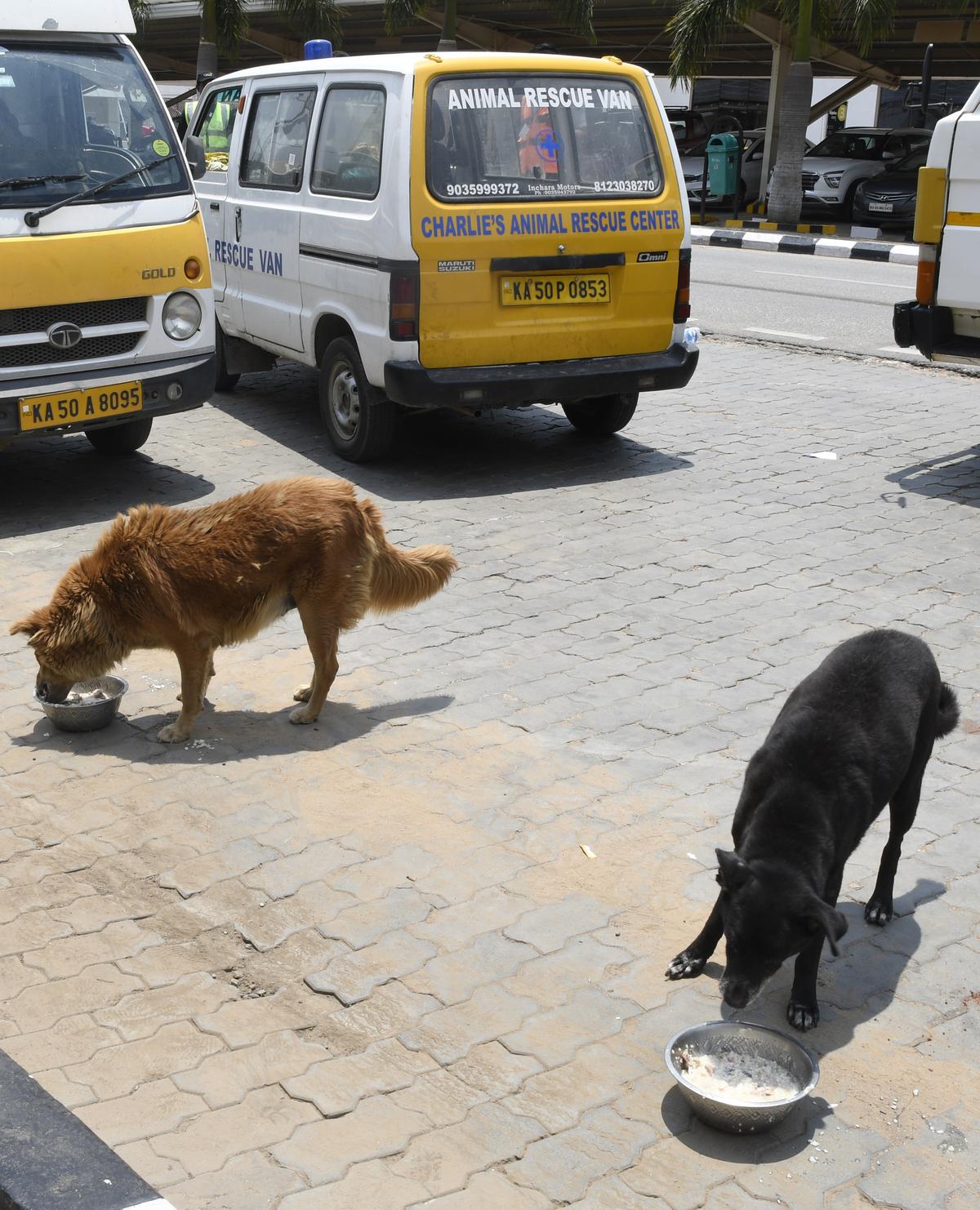 BAF issued additional pet guidelines to its members, putting together guidelines by the Animal Welfare Board of India, Ministry of Fisheries, Animal Husbandry and Dairying, and The Prevention of Cruelty to Animals Act, to form pet guidelines for BAF.