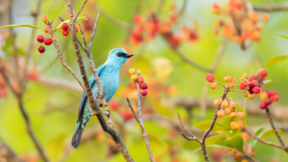 Bird call playback, available on mobile apps, is disturbing birdlife
