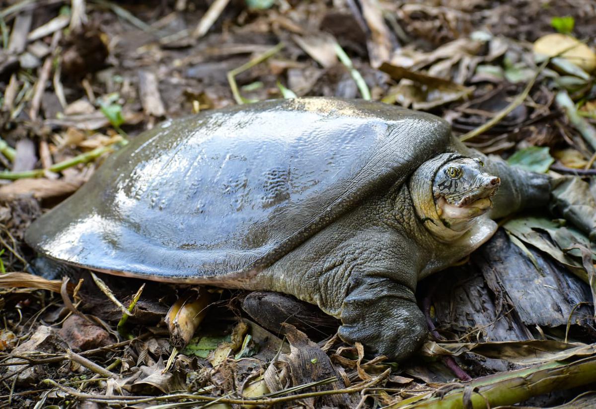 Softshell Turtle 