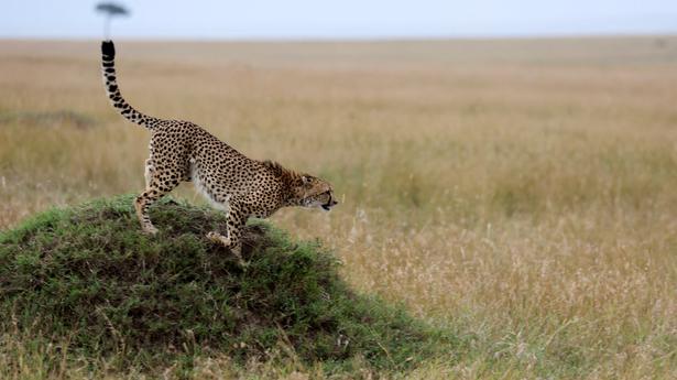 Cheetah: Faster than most cars but low on stamina, struggles to protect its kill