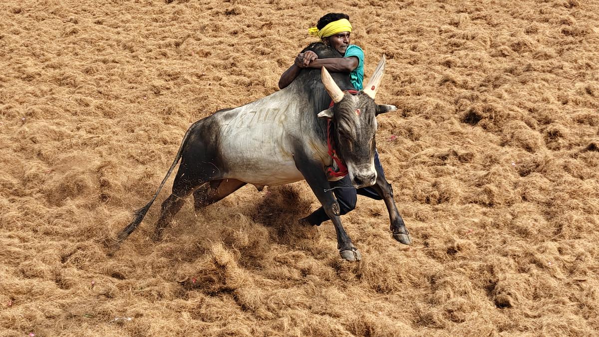 Picture of the week: taking the bull by its horns