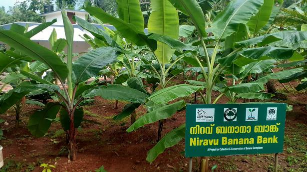 Banana bank spreads wings to 200 households in Kozhikode