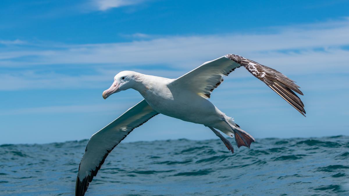 Love like the wandering albatross