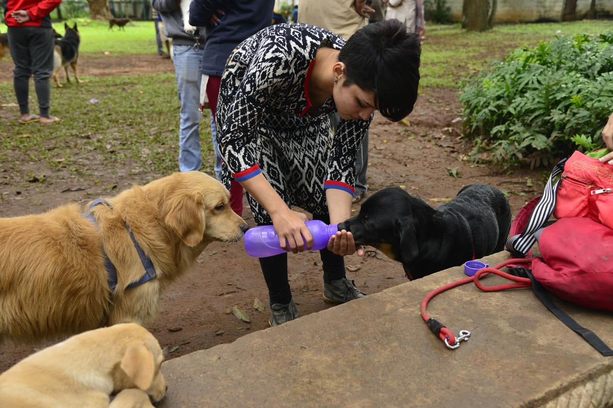 डॉग पार्क में कुत्ते के मालिक और पालतू प्रेमी डॉग पार्क में कुत्ते के मालिक और पालतू प्रेमी