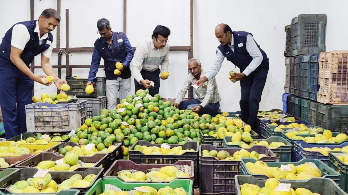 FSSAI seizes 25 tonnes of artificially ripened mangoes, sweet limes in Coimbatore