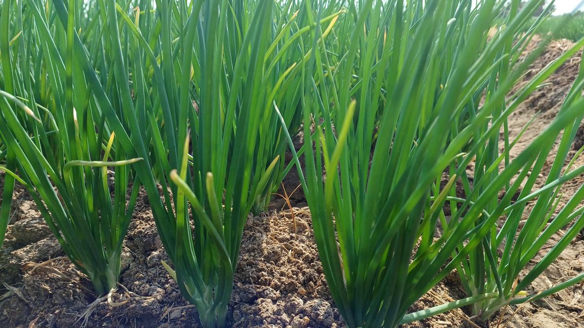 Bellary onion loses out to small onions in Tiruppur district