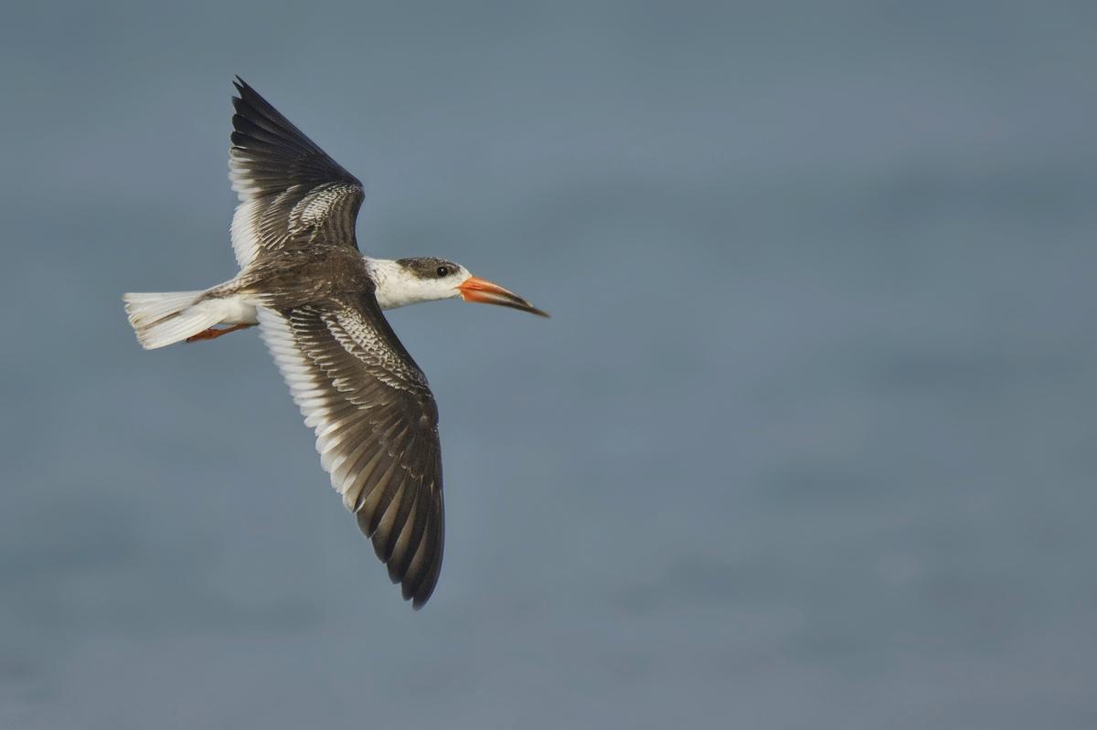 The strange case of the Indian skimmer The Hindu