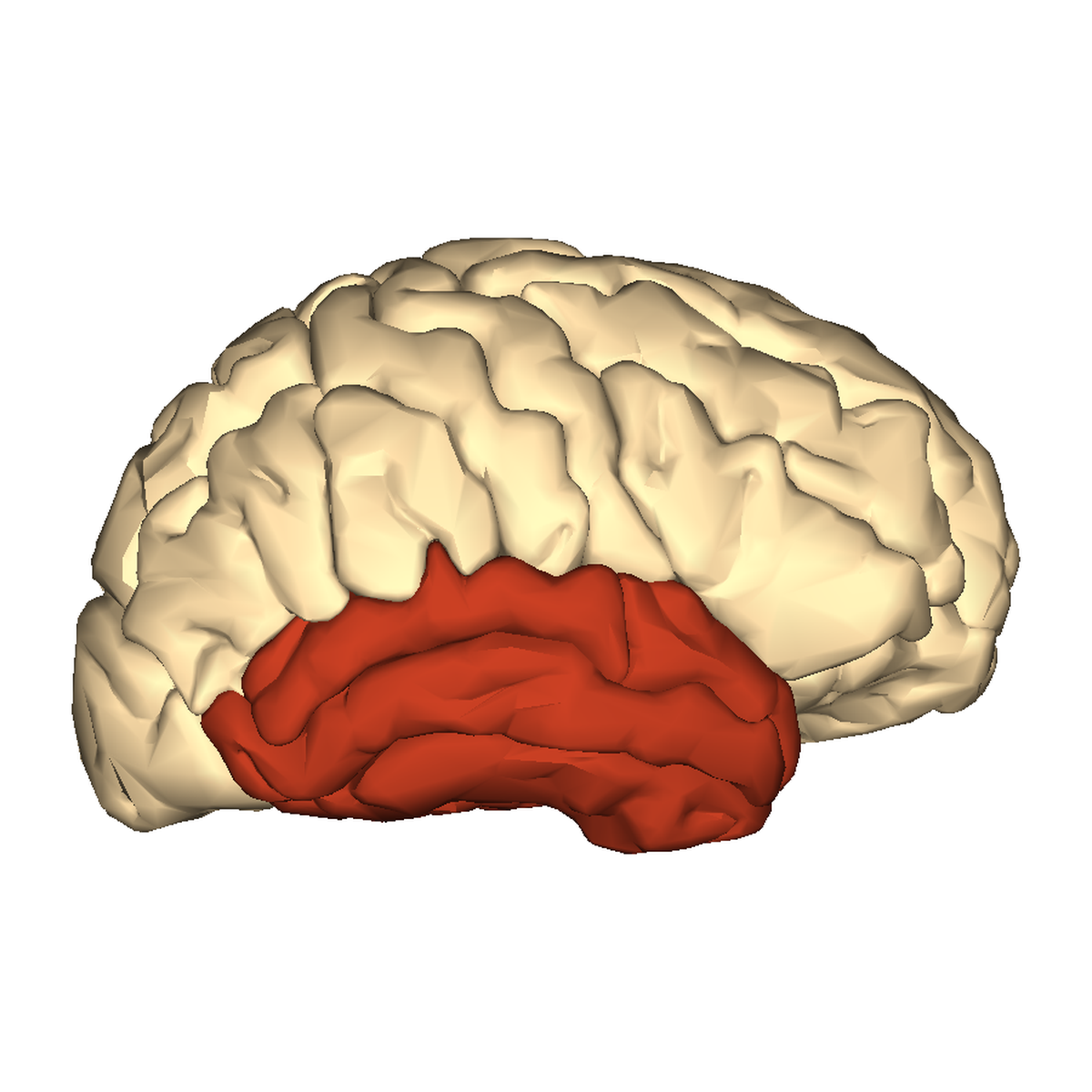 Highlighted temporal lobe Highlighted temporal lobe