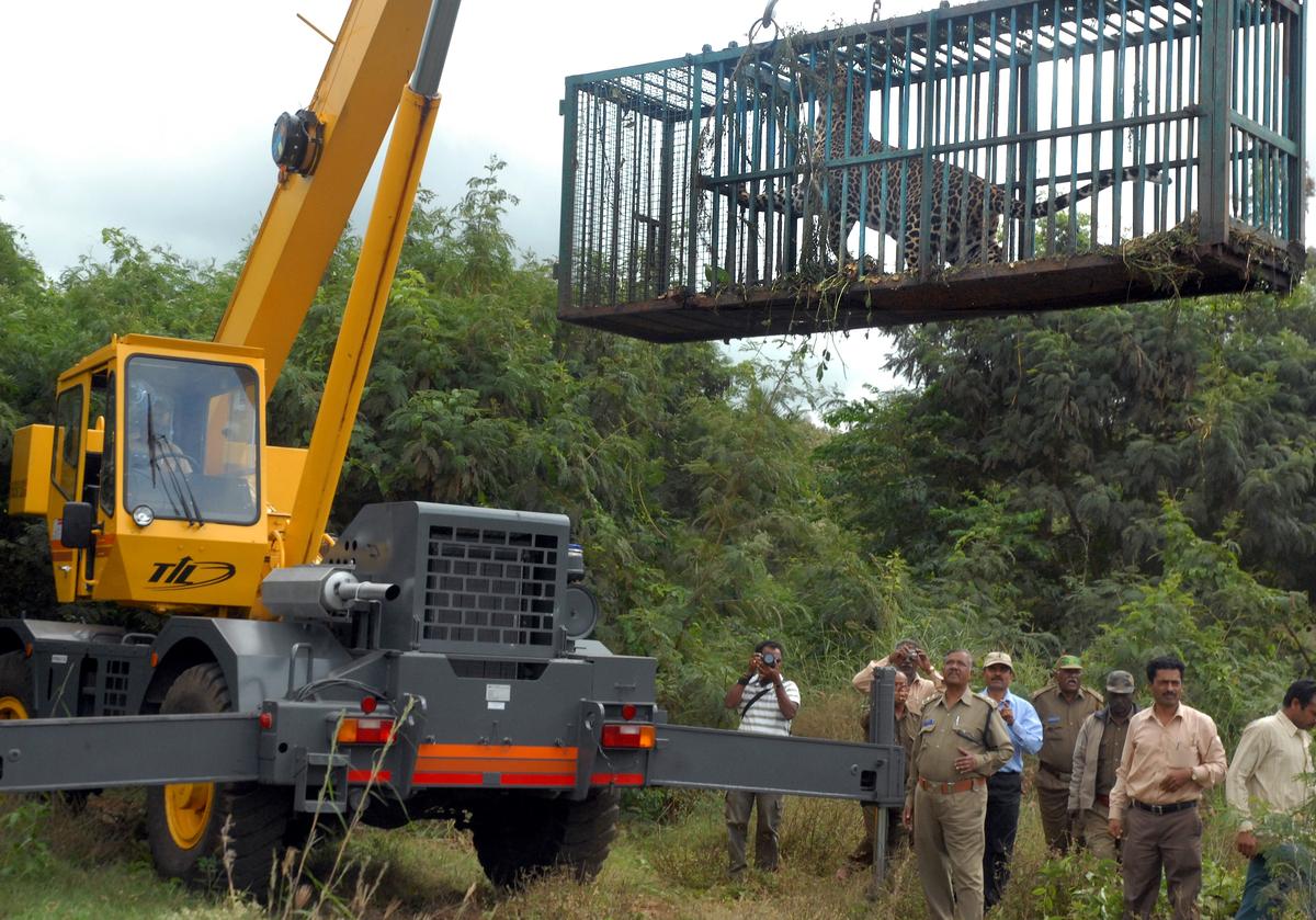 Multiple incidents of leopards being captured from the BEML campus in Mysuru have been reported over the years. 