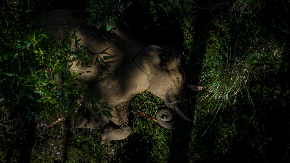 An elephant image shot at Anamalai Tiger Reserve (ATR) has emerged the winner at Drone Photo Awards 2023