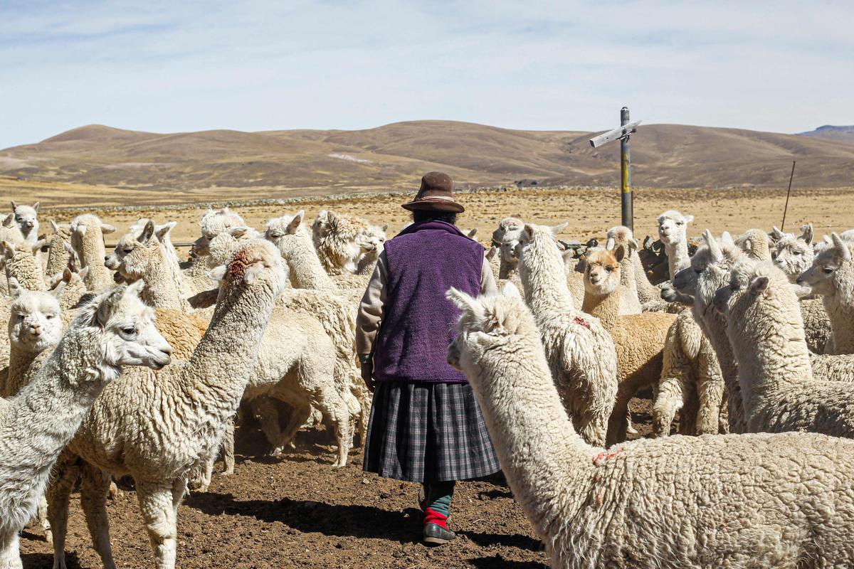 La sécheresse dans les Andes péruviennes s’avère fatale pour les alpagas et les cultures de pommes de terre