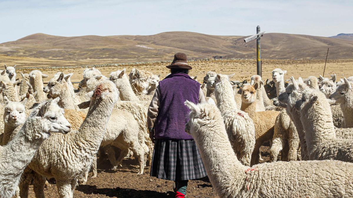 Drought In Peru Andes Proves Fatal For Alpacas Potato Crops The Hindu   AFP 32YA7FG 