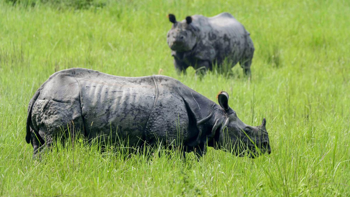 Five animal deaths in Kaziranga National Park in flood-hit Assam