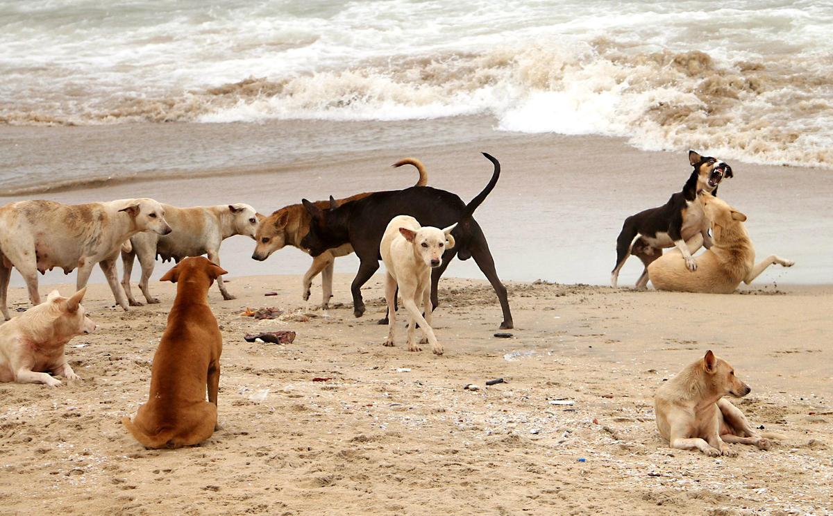Kozhikode Corporation to set up designated feeding spots for stray dogs