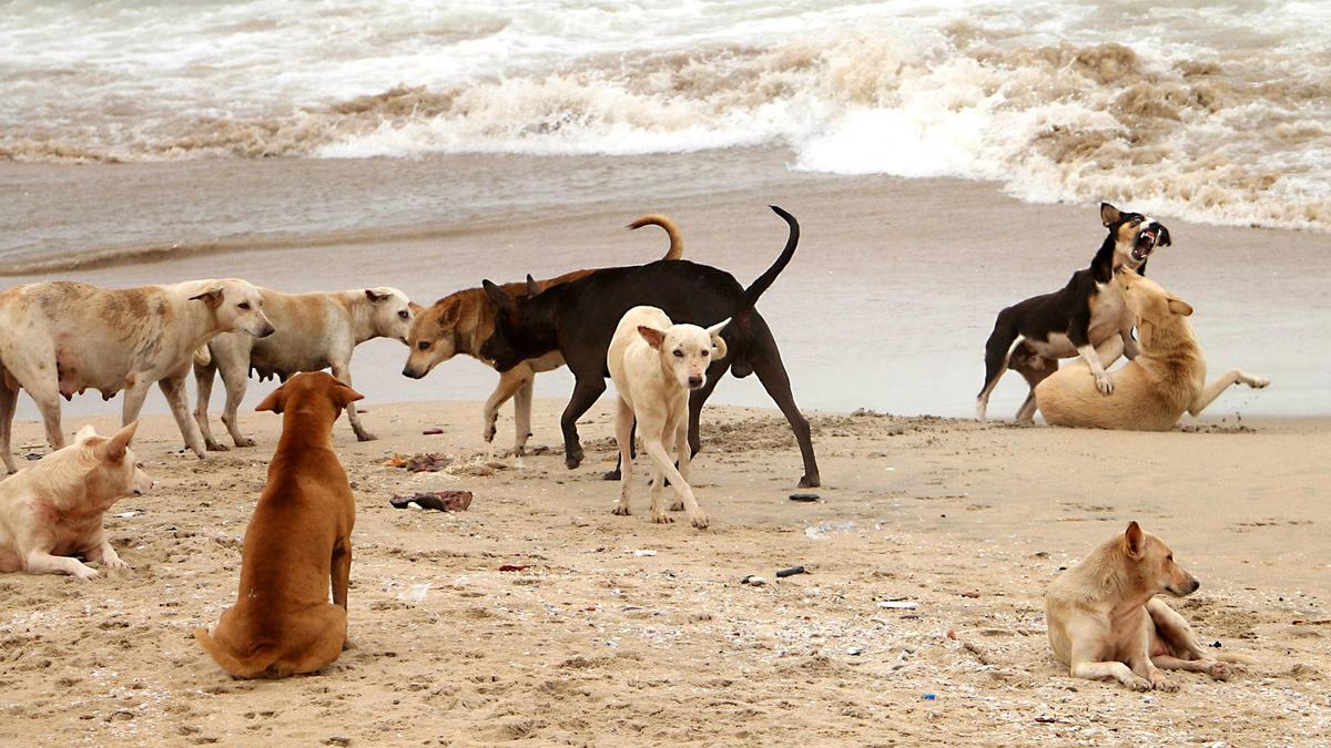 Kozhikode Corporation to set up designated feeding spots for stray dogs