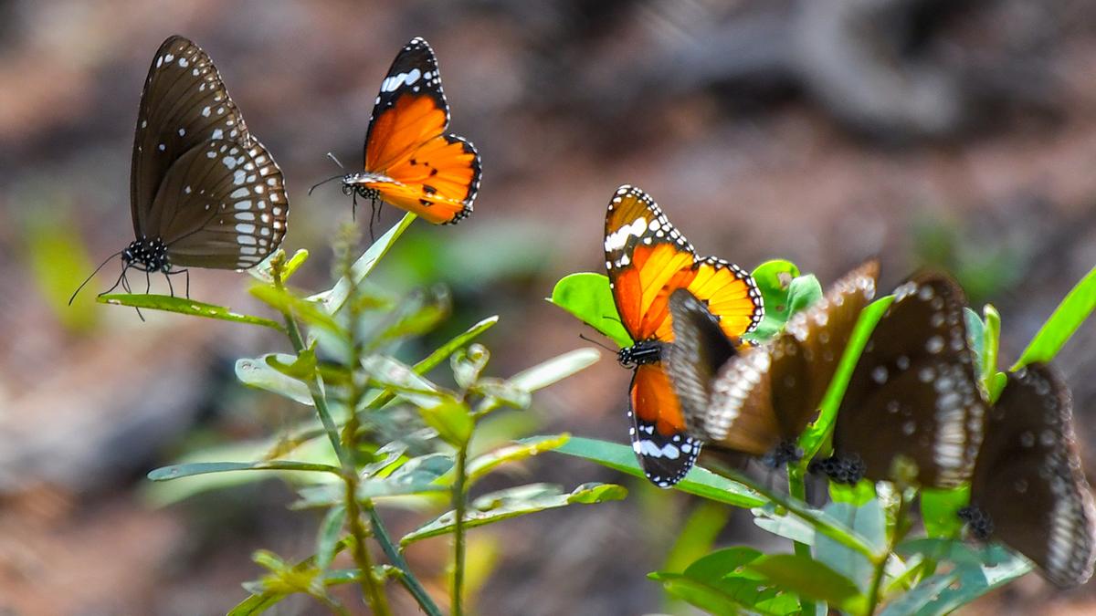 Butterfly population shrinks in some areas of Vizag, indicating grave air quality