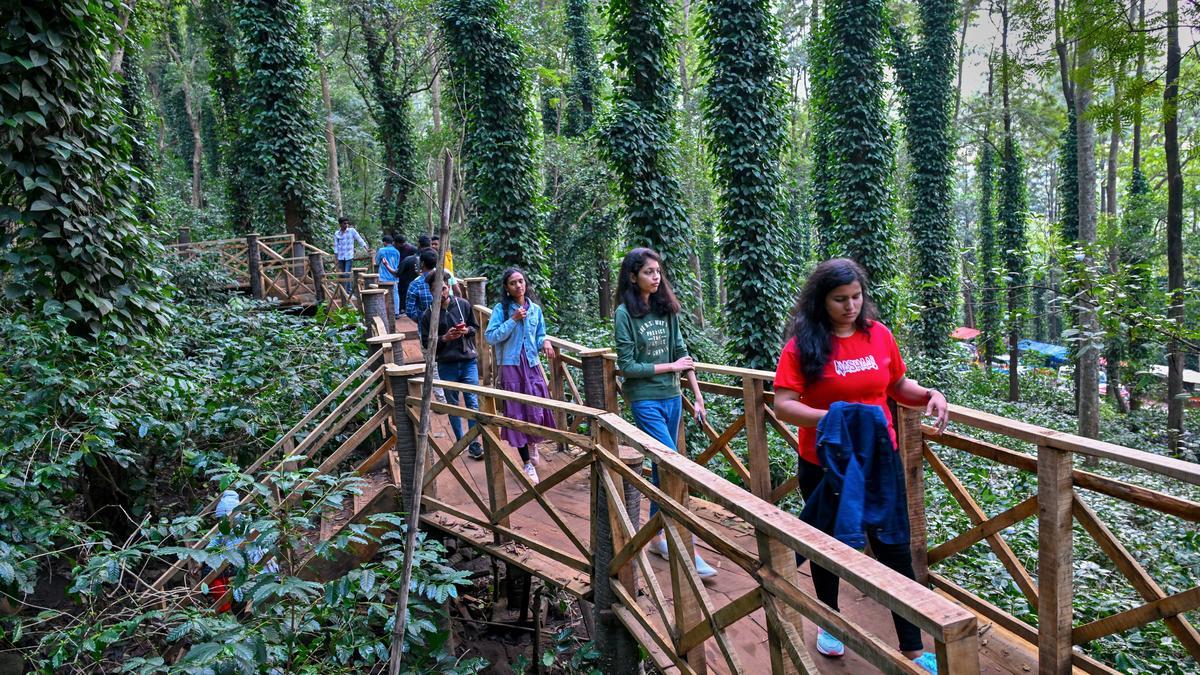 Walking through Anantagiri coffee plantation in Andhra Pradesh - The Hindu