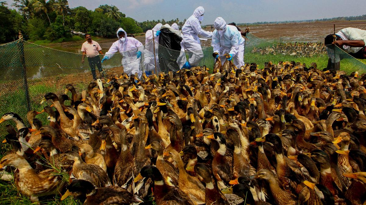 La grippe aviaire se propage à davantage d’endroits à Alappuzha