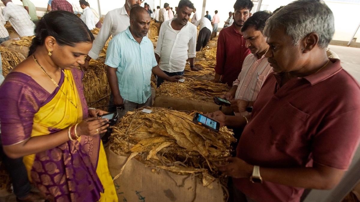 Tobacco farmers seek government intervention amid falling prices