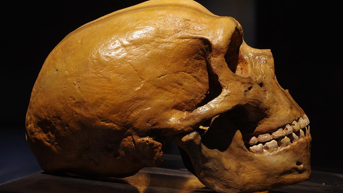 Human and Neanderthal brains have a surprising ‘youthful’ quality in common, new research finds