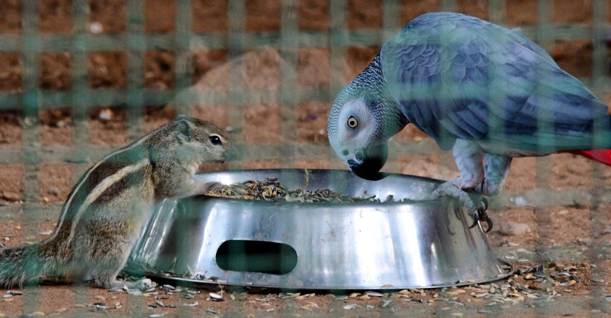 Indian zoos just a stamp collection? The Hindu